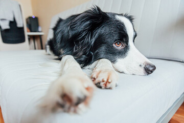 Funny portrait of cute smiling puppy dog border collie on couch indoors. New lovely member of family little dog at home gazing and waiting. Pet care and animals concept