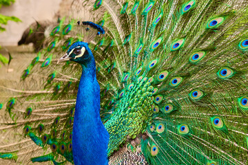 Peacock with a beautiful colorful tail and crest on the head in the park. Amazing bird