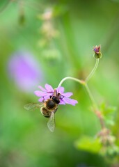 bee on a flower