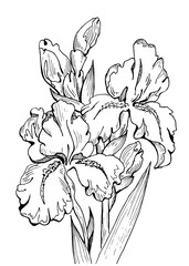 Flower iris Graphic sketch Plant Hand drawn. Line isolated illustration