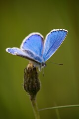 The Common Blue (Plebejus idas) is a species of diurnal butterfly in the blue family