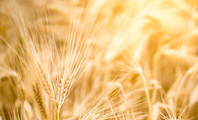 Barley on farmland with sundlight as background
