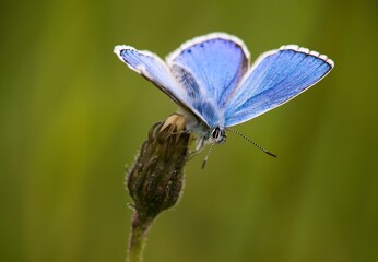 The Common Blue (Plebejus idas) is a species of diurnal butterfly in the blue family