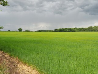 Fototapeta premium Bright green wheat field with a grey sky in Peterborough, Cambridgeshire, UK