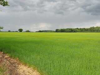 Bright green wheat field with a grey sky in Peterborough, Cambridgeshire, UK