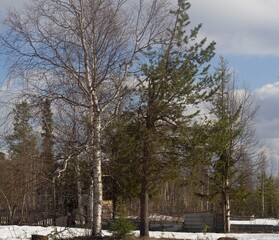 The birch and the pine stand together, the birch has not yet bloomed, and the pine is always green