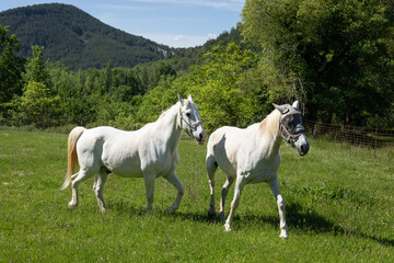 Obraz na płótnie Canvas Two horses walking in a field.