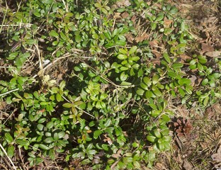 Cranberry leaves. Beautiful background with green lingonberry leaves. Cranberry forest