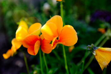 Fototapeta premium Bright orange pansies. Macro photo of beautiful orange flowers.