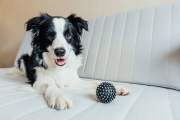 Funny portrait of cute smiling puppy dog border collie playing with toy ball on couch indoors. New lovely member of family little dog at home gazing and waiting. Pet care and animals concept