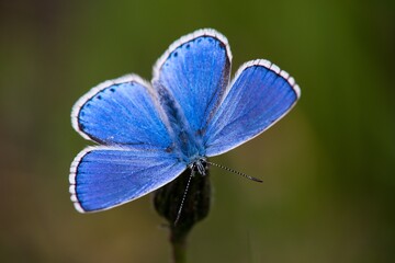 The Common Blue (Plebejus idas) is a species of diurnal butterfly in the blue family
