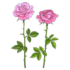 Fototapeta premium Two pink roses with leaves and stems. Realistic hand drawn vector illustration isolated on white background.