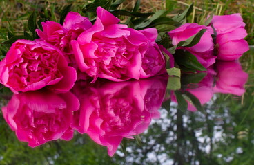 pink peony  in garden