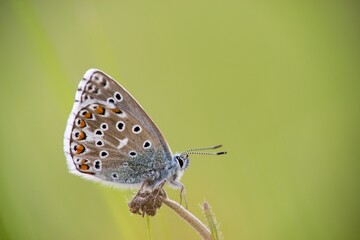 The Common Blue (Plebejus idas) is a species of diurnal butterfly in the blue family