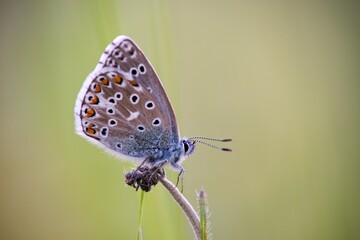 The Common Blue (Plebejus idas) is a species of diurnal butterfly in the blue family