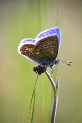 The Common Blue (Plebejus idas) is a species of diurnal butterfly in the blue family
