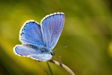 The Common Blue (Plebejus idas) is a species of diurnal butterfly in the blue family