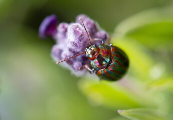 Rosemary Leaf Beetle Macro or Chrysolina Americana Macro Close Up