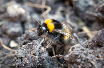 Bumblebee Macro Close Up