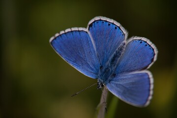 The Common Blue (Plebejus idas) is a species of diurnal butterfly in the blue family