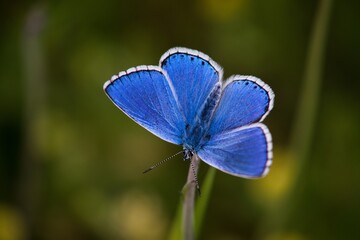 The Common Blue (Plebejus idas) is a species of diurnal butterfly in the blue family