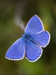 The Common Blue (Plebejus idas) is a species of diurnal butterfly in the blue family