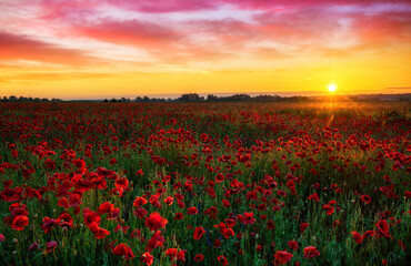 Obraz premium Piękne pole makowe podczas wschodu słońca