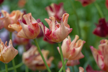 Triumph Tulipa ‘Striped Crown’ closeup, selective focus..Keukenhof - 2019, The Netherlands..