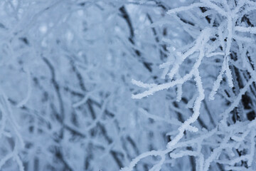 Snow and rime ice on the branches of bushes. Beautiful winter background with trees covered with hoarfrost. Plants in the park are covered with hoar frost. Cold snowy weather. Cool frosting texture.