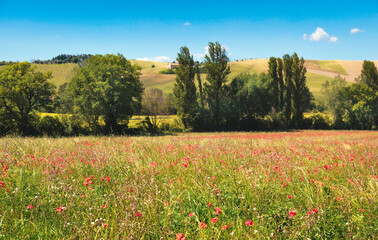 Rural view of countryside, lush vegetation