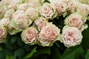 Obraz na płótnie Canvas Large bouquet of pale gray-pink with green edges double roses..Keukenhof - 2019, The Netherlands...