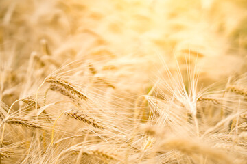 Barley on farmland with sundlight as background