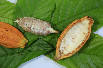 Fresh ripe cocoa fruits isolated on cocoa leaves