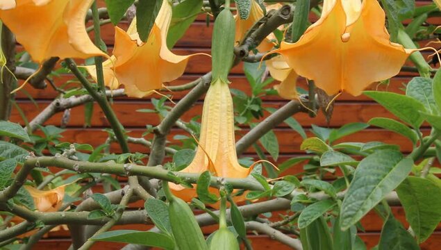 Una planta en forma de campana 