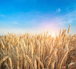 Golden wheat field in summer with clear blue sky. Wallpaper for background.