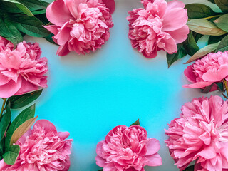 Template of pink fresh peonies flowers on a blue background. Floral natural background for your projects.