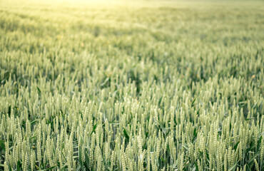 Fresh growing wheat on a farmland