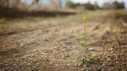 Yellow wildflower in California dry summer scenery, resilience concept