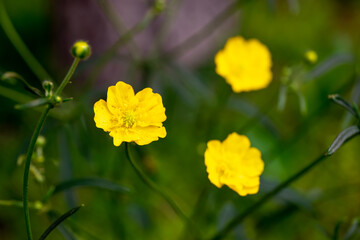 Obraz premium on the endless green field grow fragrant yellow flowers