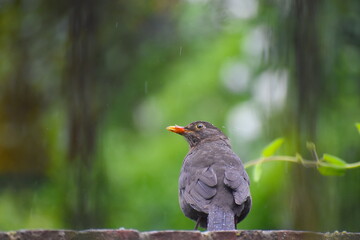 Eurasian blackbird singing in the rain in central London. It is a true thrush with a long tail The adult male songbird has glossy black plumage blackish-brown legs a yellow eye-ring and an orange bill