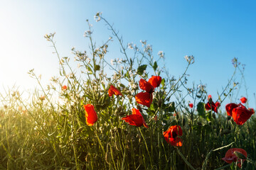 Red poppy blooming on field