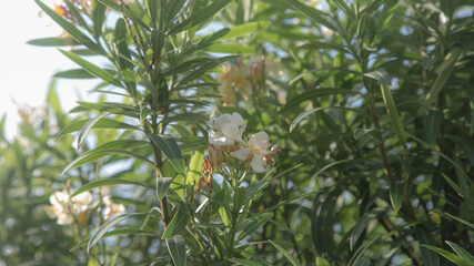 Flowers and flowering trees, what could be better for a thirsty romantic person. Flowers-decoration...