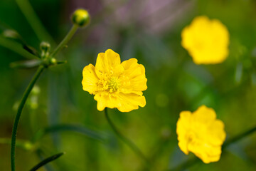 on the endless green field grow fragrant yellow flowers