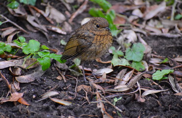 Robin fledgling has no red colouration at this stage it is just a spotty brown colour. When it leaves the nest the juvenile has golden dark appearance which makes for good camouflage in its early days