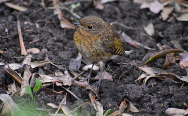 Young robin bird has no red breast and speckled plumage spotted with golden brown. As their post-juvenile moult progresses the bright orange bib feathering starts to appear as well as their pale belly