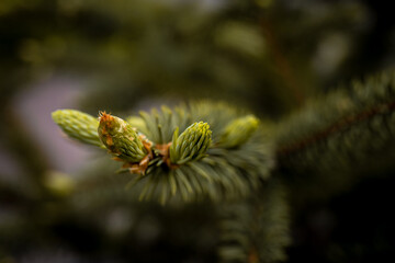 Spruce branch. Beautiful branch of spruce with needles. Christmas tree in nature. Green spruce....