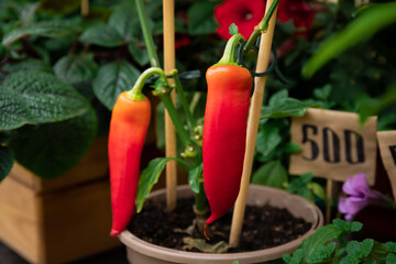 Chili pepper isolated on a white background. clipping path