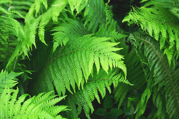 Beautyful ferns leaves green foliage natural floral fern background in sunlight. Great green bush of fern in the forest. Natural green fern in the forest. 