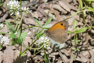 Satyridae / Çayır Esmeri / / Maniola jurtina