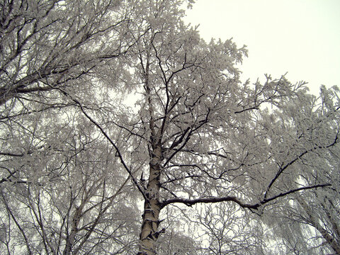 Snow-covered birch in the winter forest, close-up.